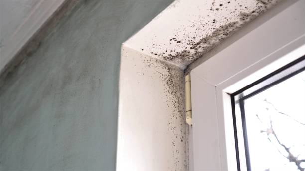 Best Black Mold Remediation in Forest Hills, MI