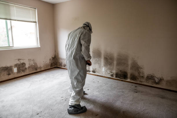 Best HVAC Mold Remediation in Forest Hills, MI