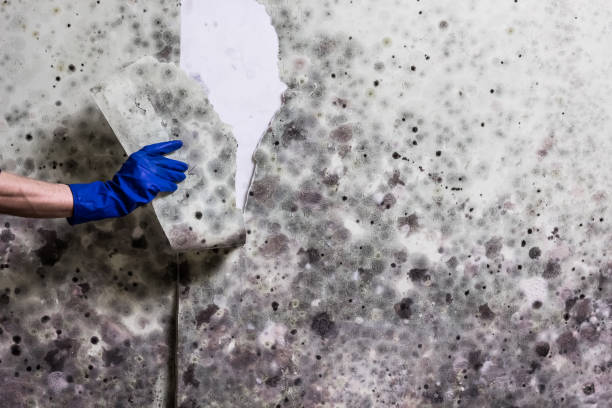 Forest Hills, MI Mold Remediation Company