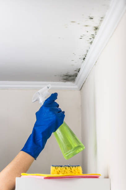 Best Mold Remediation for Schools in Forest Hills, MI