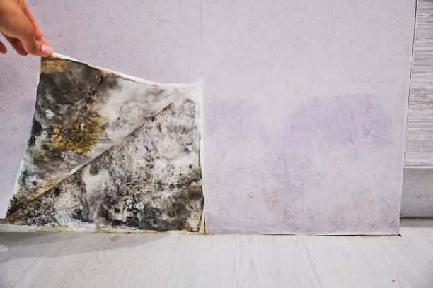 Best White Mold Remediation in Forest Hills, MI